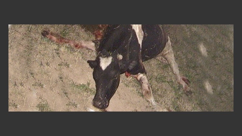 La vaca que provocó el accidente