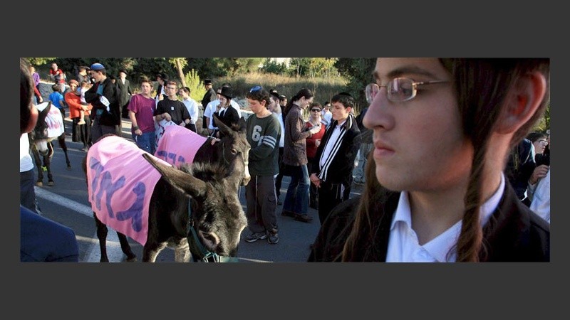 Judíos ultraortodoxos ridiculizaron con burros a la comunidad homosexual (EFE).