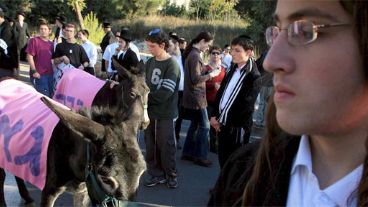 Judíos ultraortodoxos ridiculizaron con burros a la comunidad homosexual (EFE).