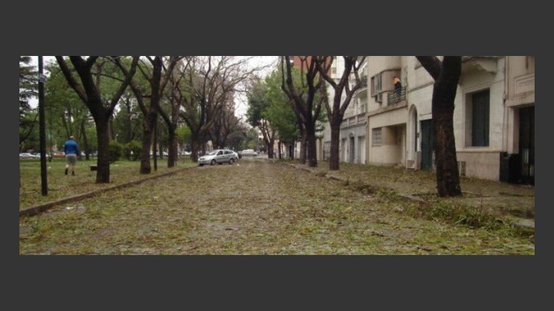 Un tapiz de ramas y hojas cubrió la ciudad.