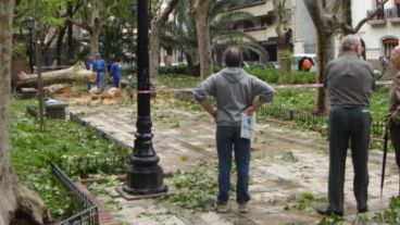 Plaza Pringles. Un árbol que fue arrancado de raíz es retirado y atrae la atención.