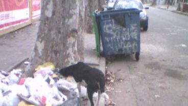 Los contenedores son blanco frecuente del vandalismo.