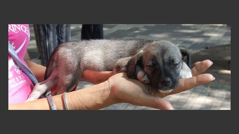 Algunos perritos ni se enteraron de la movida (Prensa Municipalidad).