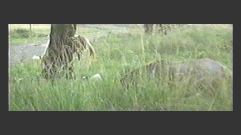 Como si fuera poco, animales sueltos (imagen TV).