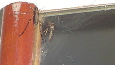 Mosquito gigante en el espejo.