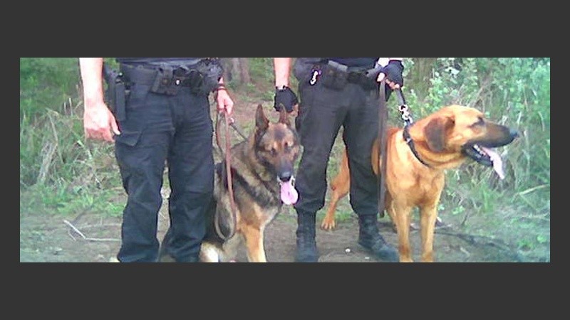 Hueso y Dago, los perros de la policía que trabajan en la búsqueda.