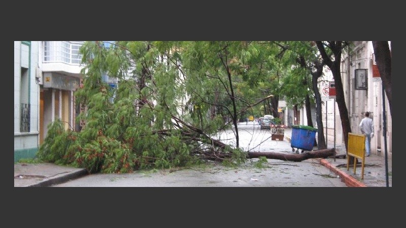En Dorrego al 1200 un árbol quedó atravesado en la calle.