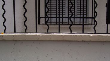 Mosquitos "tomaron" una casa. Ni hablar de abrir las ventanas.