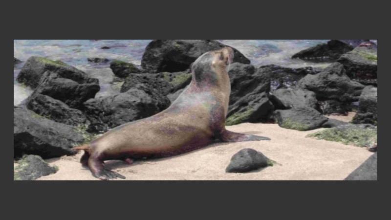 El animal fue devuelto a su hábitat natural.