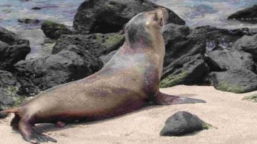 El animal fue devuelto a su hábitat natural.