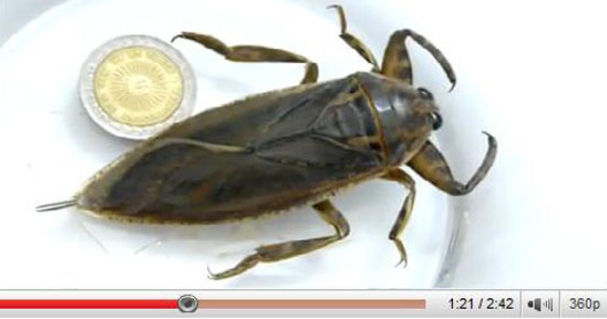 La chinche de agua, un insecto cuya fama crece gracias a la web | Rosario3