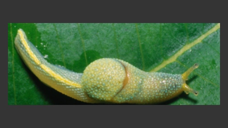 La babosa que tira dardos amorosos.