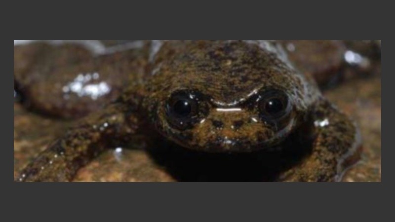 Una rana sin pulmones.