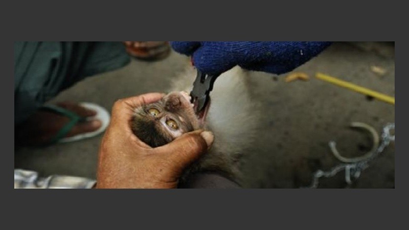 Explotación animal. Un mono es despojado de sus filosos dientes antes de ser vendido como mascota.