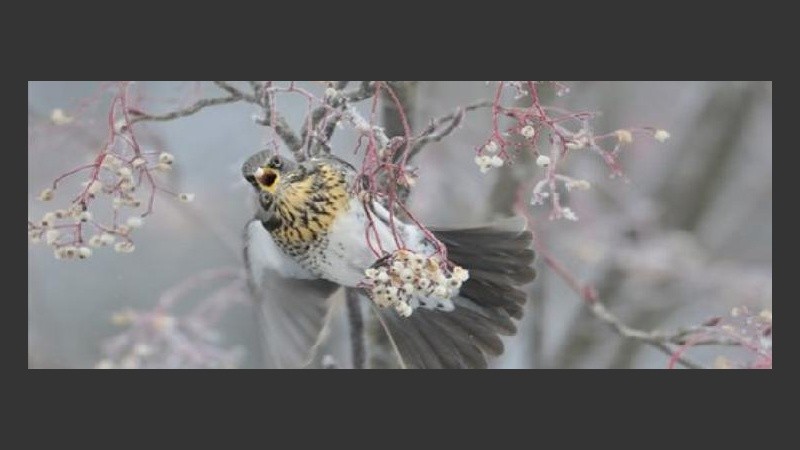 Un zorzal real parece congelado en el paisaje de la mejor foto juvenil.