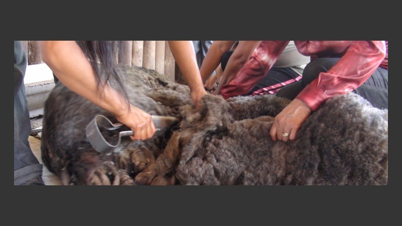La oveja es esquilada con una tijera especial, tal cual lo hacía en su Bolivia natal. 