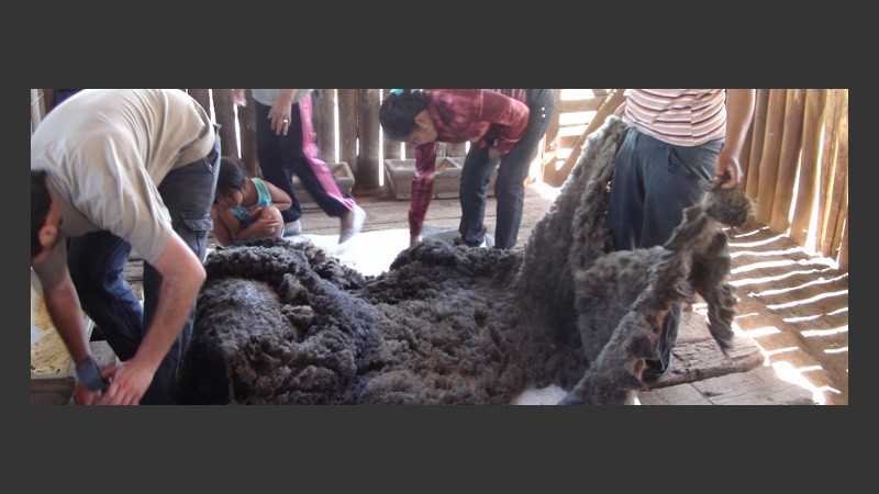 El procedimiento requiere de fuerza, paciencia y suma precaución,