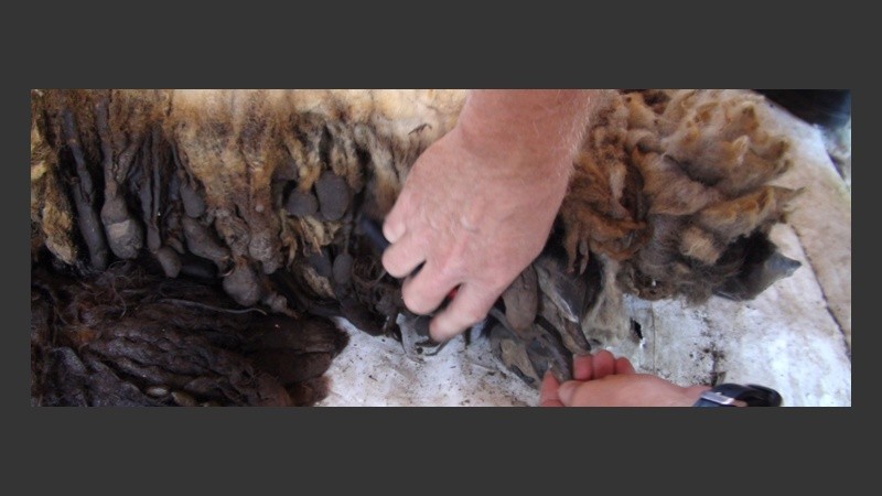 Un veterinario de La Granja aprovechó para cortarle las pesuñas a la oveja. 