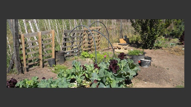 La pequeña huerta que esta mujer boliviana tiene en su casa de Rosario. 