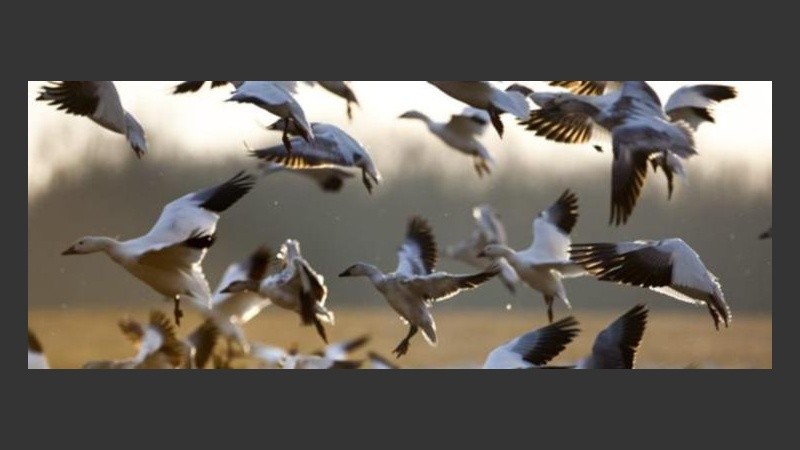 Una bandada de unas 30 mil aves levanta el vuelo en el embalse de Middle Creek.