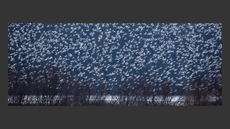 Una bandada de unas 30 mil aves levanta el vuelo en el embalse de Middle Creek.