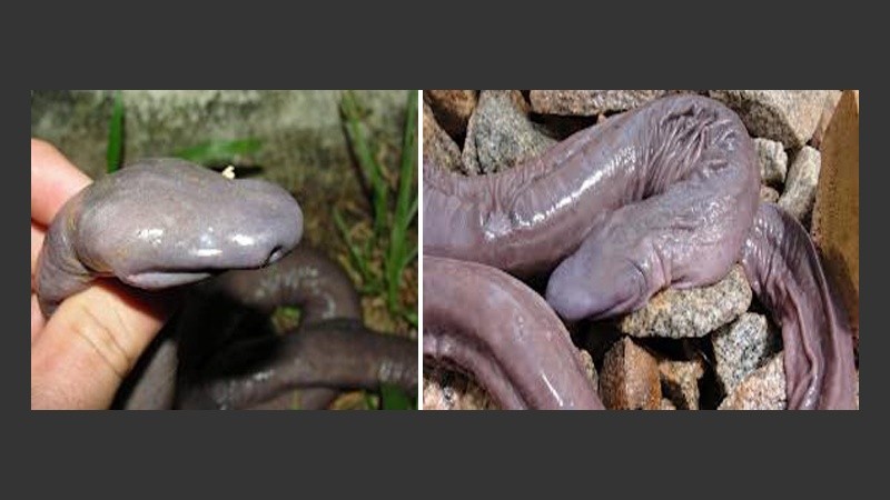 El anfibio no posee pulmones y pertenece a la familia de serpientes ciegas.