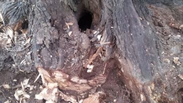 El ataque fue con hacha y taladro.