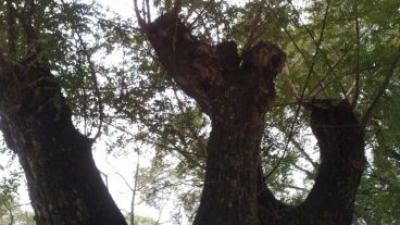 A pesar de todo el árbol reverdeció.