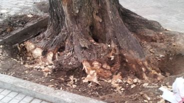 Otra muestra del ataque al árbol.