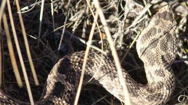 La yarará es una de las especies venenosas del humedal.