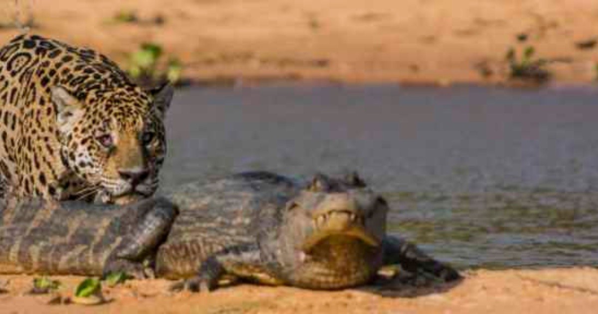 El jaguar caza
