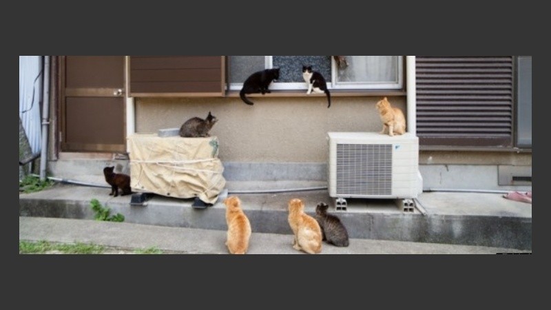 En una isla de Japón, los gatos son mayoría.