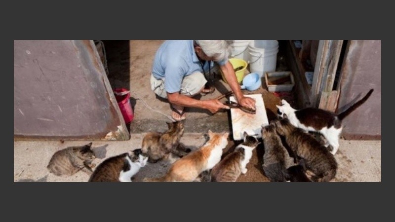 En una isla de Japón, los gatos son mayoría.