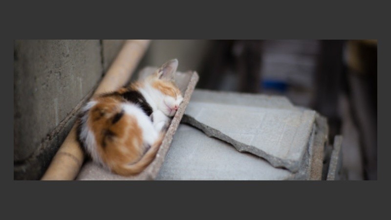 En una isla de Japón, los gatos son mayoría.