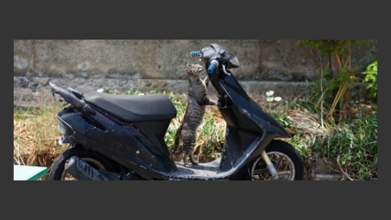 En una isla de Japón, los gatos son mayoría.