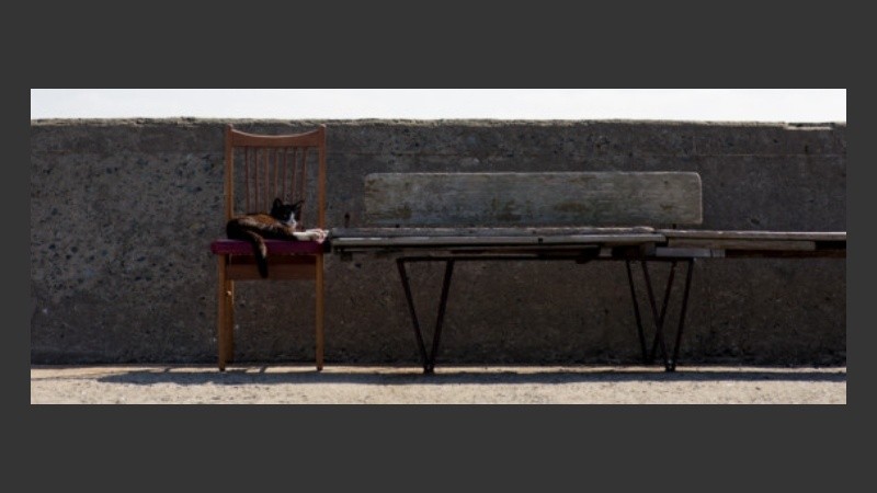 En una isla de Japón, los gatos son mayoría.