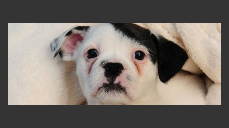 Patch, el perro que se parece a Hitler.