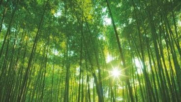 El postítulo se dicta a través del Campus Virtual de la UNR.