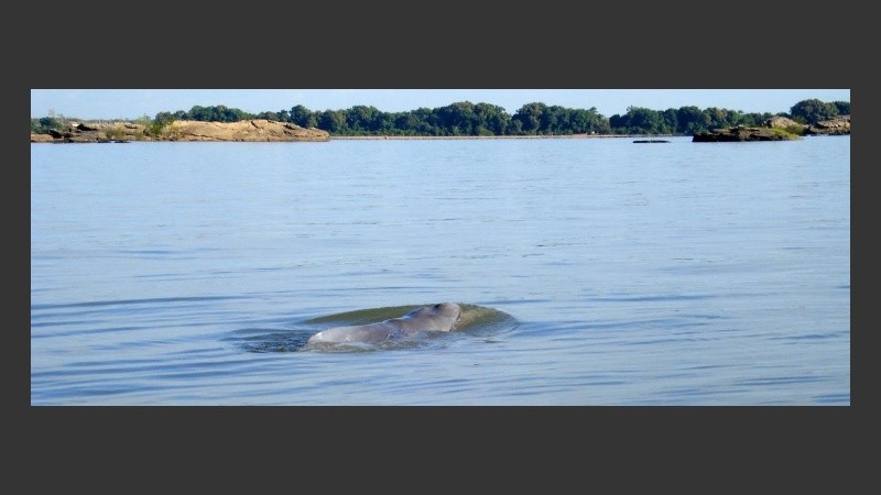 Así es la nueva especie de delfín.
