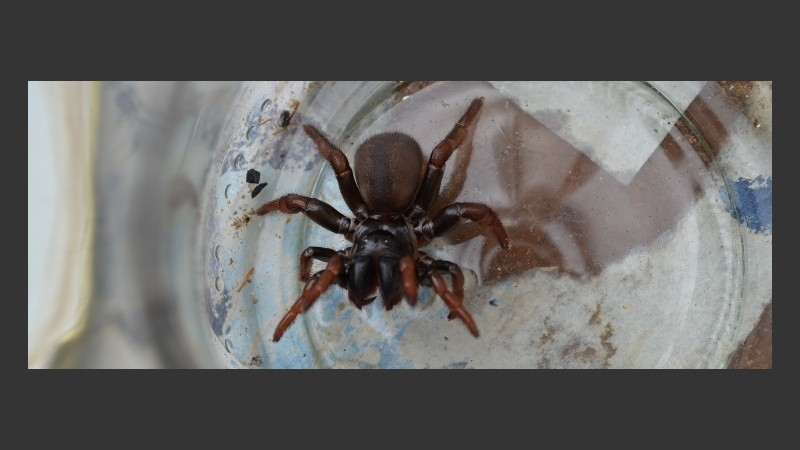 Imagen de la araña encontrada en Rosario.