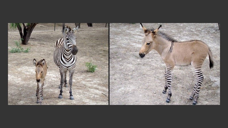 El curioso animal que nació en un zoo de México.