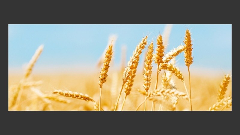 El segmento representa el 44% del PBI en Argentina, 39% del empleo y 55% de las exportaciones.