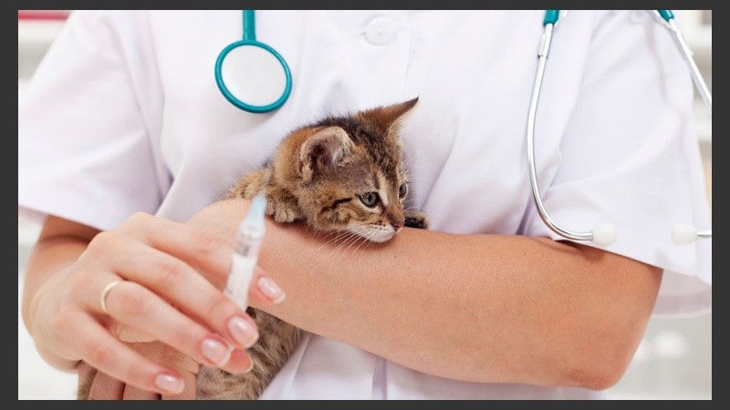 Entre enero y noviembre pasados, se desparasitaron 44.567 animales y se castraron 33.182. 