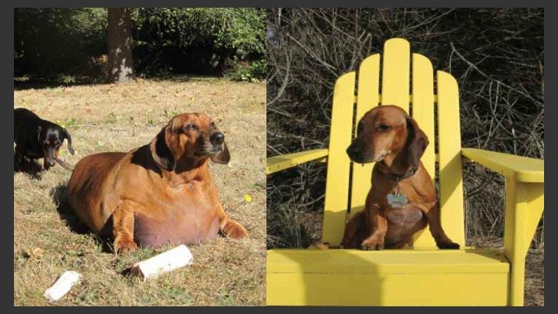 Guau: Obie venció a la obesidad.