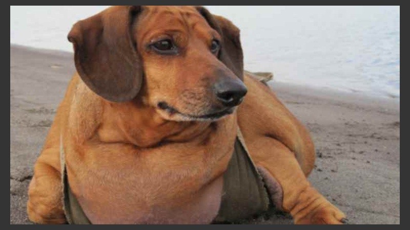 Obie bajó de los 37 a los 12 kilos.