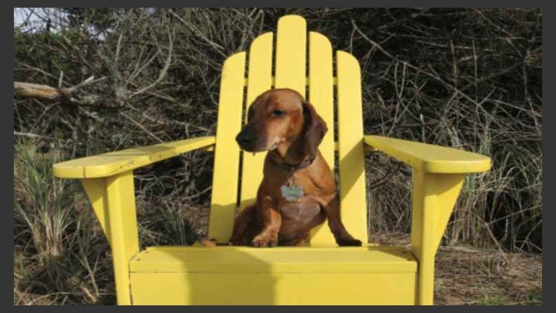 Otro perro: es el protagonista de su propio calendario.