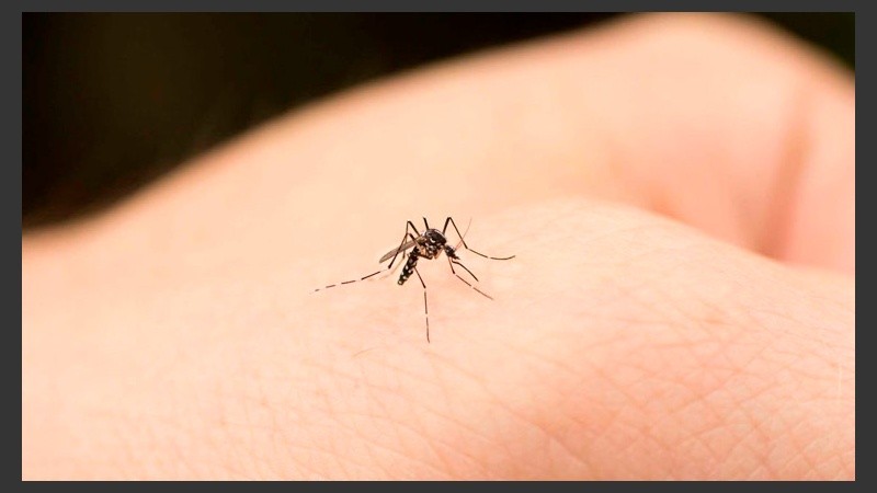 Durante los meses de calor conviene elevar las precauciones, conocer los síntomas graves y saber cómo evitar una picadura. 