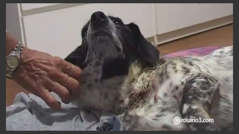 La perrita que fue salvajemente atacada en la zona del Monumento. 