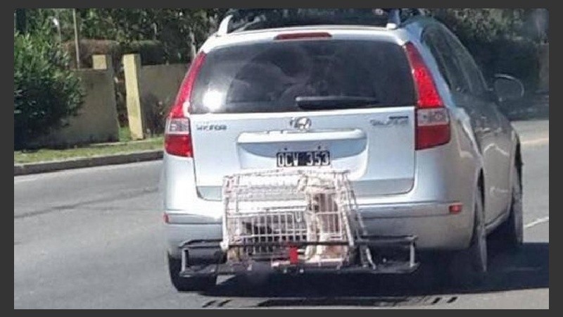 Un viaje donde el animal no la pasa para nada bien.