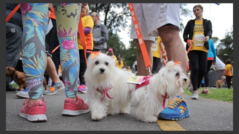Carrera de perros en el Parque Independencia.